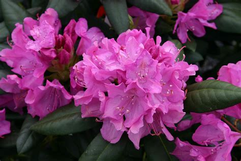 Wachsende Azaleen Und Rhododendron